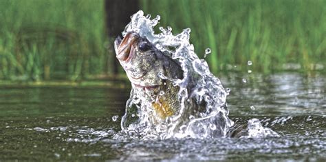 Freshwater Fishing .